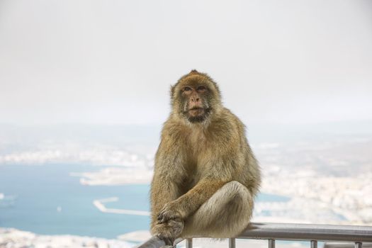 The Barbary Macaque monkeys of Gibraltar. The only wild monkey population on the European Continent. At present there are 300+ individuals in 5 troops occupying the Gibraltar nature reserve.
It is one of the most famous attractions of the British overseas territory.