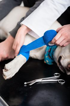 Dog getting bandage after injury on his leg by a veterinarian