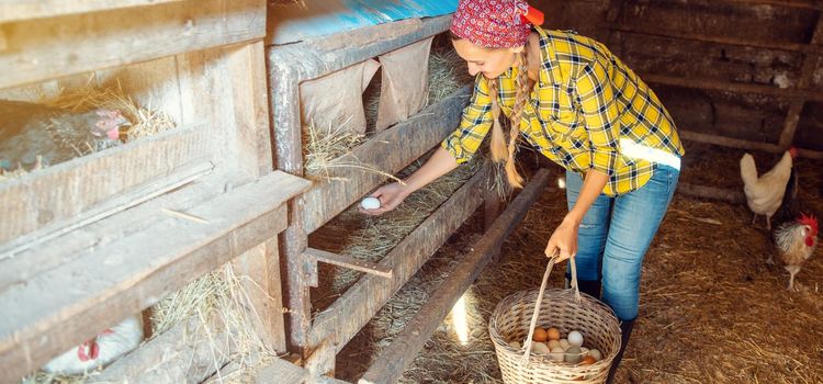 Wide shot of famer woman in the henhouse collecting organic eggs