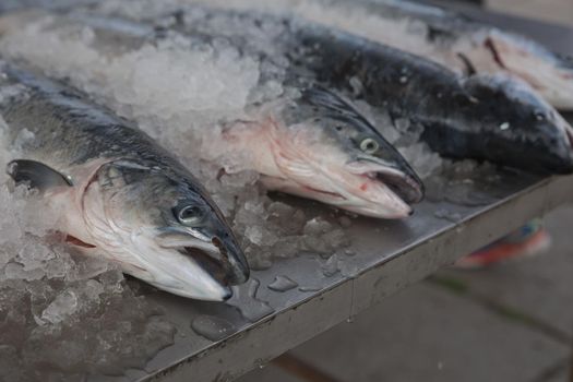 Fresh-caught sea fish on a counter in the fish market.