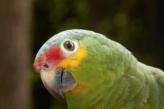 Headshot of a green parrot with blurred background.
