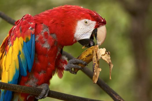 Old red macaw parrot sitting on a branch and eating a banana.