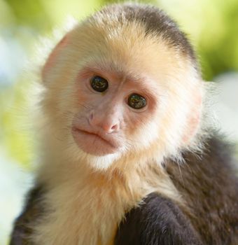 Close-up portrait of white headed capuchin monkey in a forest of Honduras