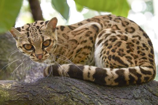 Margay beautiful cat sitiing on the branch in the tropical forest of Honduras and Costa Rica