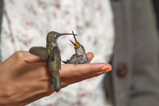 Hummingbirds feeding on the hand of girl