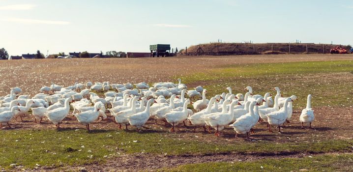 Geese on a meadow of a farm eating