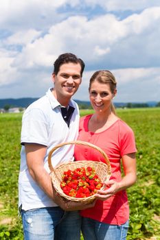 Couple picking strawberries themselves on a field in June