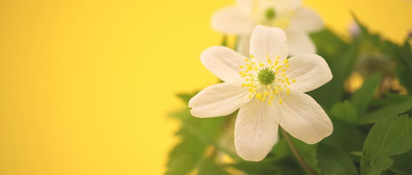 Spring background with blooming Wood Anemone Windflower flowers over yellow background with copy space