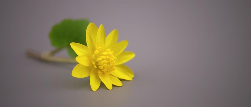 Yellow spring flower on gray background. Simple minimalist style springtime background with copy space