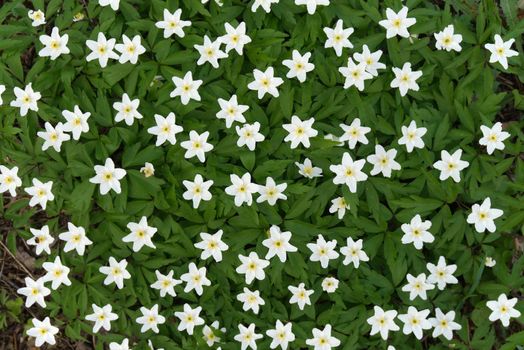 White carpet of blooming Wood Anemone Windflower top view. Spring background with blooming first spring white flowers in the forest