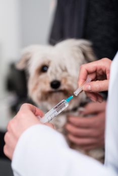 Doctor holding injection in front of a small puppy