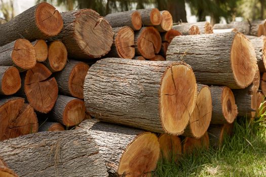 Pile of Wood Logs Ready for Winter.