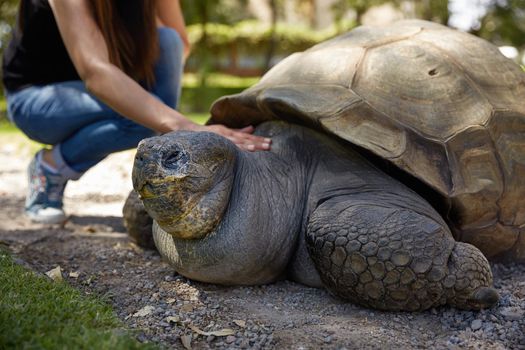 Young Woman Touching Giant Turtle in Arequipa, Peru.