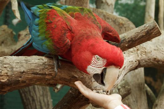 Feeding Ara Macao parrot from the hand