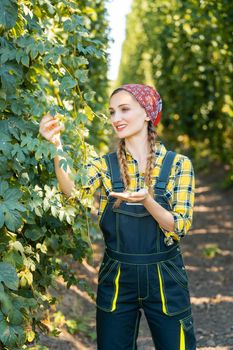 Farmer woman checking the quality of this years hops harvest in the field