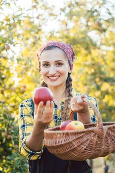 Farmer woman in fruit orchard holding apple in her hands offering, focus on the fruit