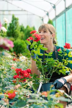 Commercial gardener woman working in greenhouse with the roses