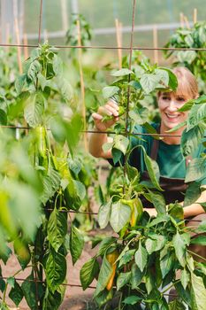 Woman gardener in commercial greenhouse growing bell pepper controlling the plants