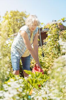 Bestager woman watering the plants in her garden