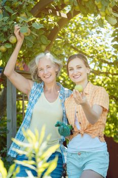 Mother and adult daughter checking apples in apple tree