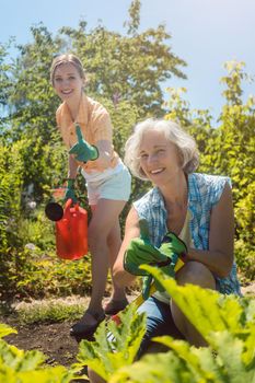 Senior woman working in the vegetables while daughter is watering garden, sunny scene