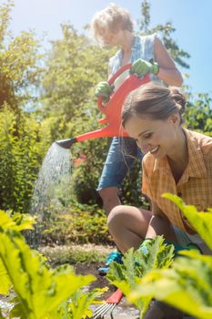 Senior woman watering the vegetables while daughter is working in garden, sunny scene