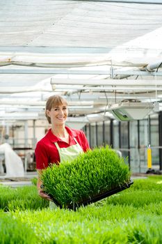 Woman showing wheatgrass in market garden to camera