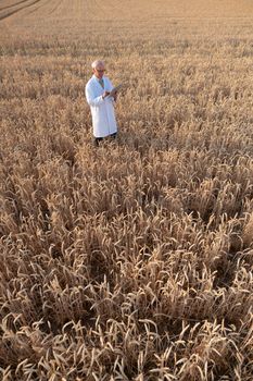 Scientist doing field test of new GMO grain for better yield, shot from above