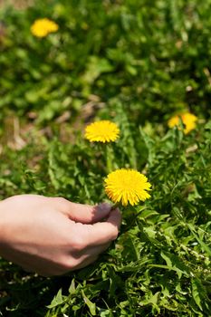Woman - only hand to be seen - is picking dandelion on a meadow in spring