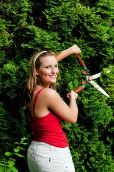 Woman gardener trimming the hedge in her garden in summer