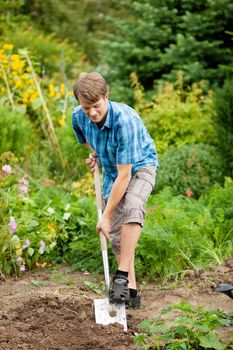 Man gardener - only feet to be seen - digging the soil in spring with a spade to make the garden ready