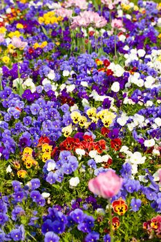 Flowers and blossom in spring - wonderful colourful picture