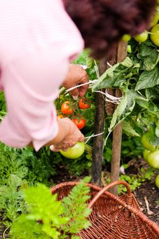 Gardening - woman harvesting fresh tomatoes in her garden on a sunny day