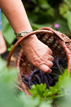 Woman - only hand to be seen - harvesting beans in her garden and putting them in a basket