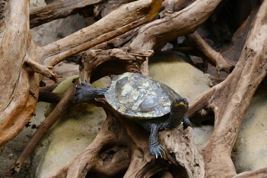 Close-up on a turtle on the river bank