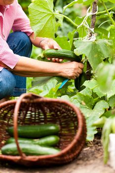 Woman harvesting cucumbers in her garden, cutting them with a knife and putting them in a basket