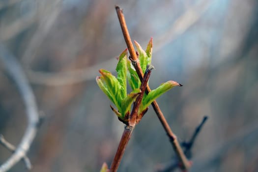 A young branch with green leaves blooms in spring