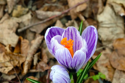 Close-up of a blooming crocus after winter