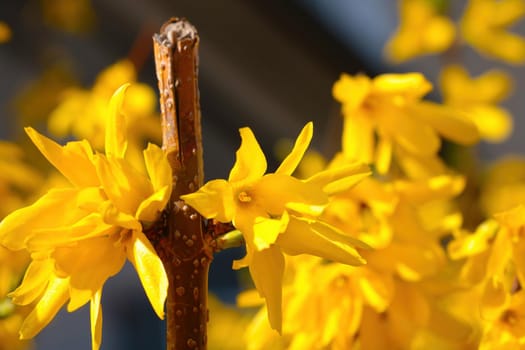 Close-up of blooming forsythia in the park in spring