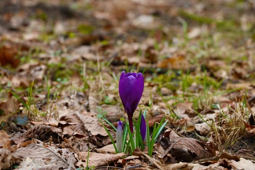 Close-up of a blooming crocus after winter