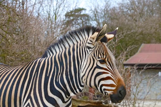 Close-up on a beautiful adult zebra in the park