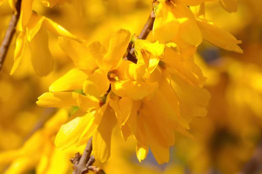 Close-up of blooming forsythia in the park in spring