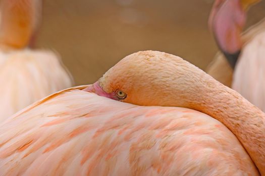 The pink flamingo hid its head under the feathers