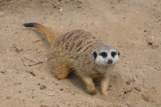Close-up on a meerkat in the sand
