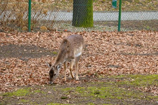 Close-up on young deer in the park