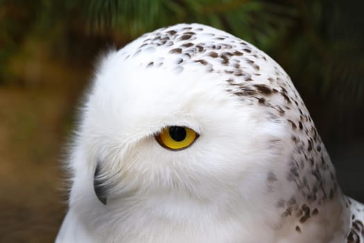 Close-up on an owl in the forest