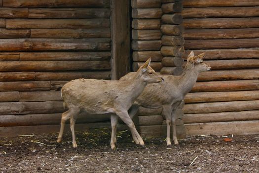 Close-up on young deer in the park