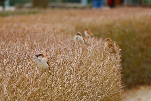 Out of focus. Blurred background. Sparrows are sitting on a bush