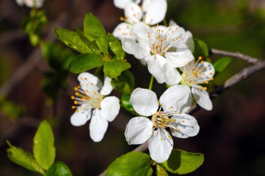 Close-up on a blossoming branch in spring in the park