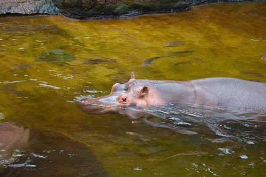 Close-up on a hippo that swims in the water